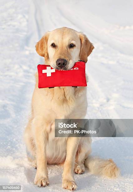 Hund Und Erstehilfekit Stockfoto und mehr Bilder von Verbandskasten - Verbandskasten, Erste Hilfe, Hund