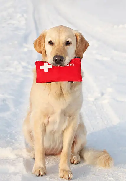 Golden Retriever in the snow holding First-Aid-Kit


