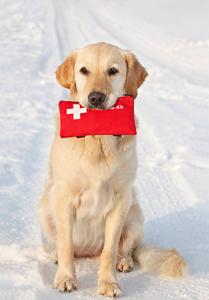 cachorro e kit de primeiros socorros - dog first aid first aid kit winter - fotografias e filmes do acervo