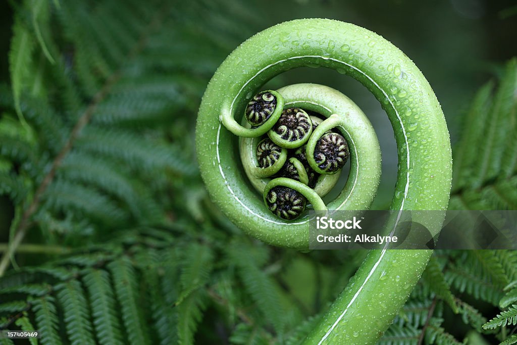 New Zealand fern New tree fern frond, koru symbol. Focus is on the centre on the frond.  Nature Stock Photo