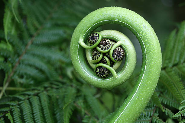 New Zealand fern New tree fern frond, koru symbol. Focus is on the centre on the frond.  frond photos stock pictures, royalty-free photos & images