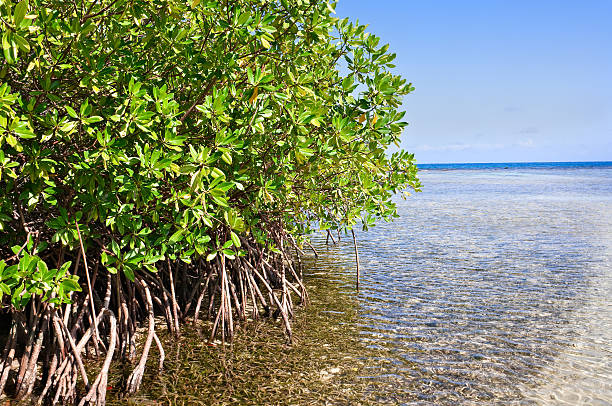 istock Mangrove forest and shallow waters in a Tropical island 157405568
