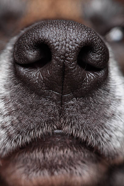 Cane s Nose - foto stock