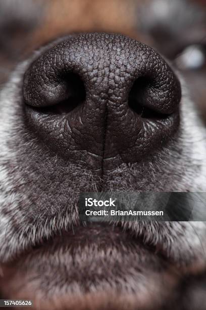 Cane S Nose - Fotografie stock e altre immagini di Cane - Cane, Close-up, Muso