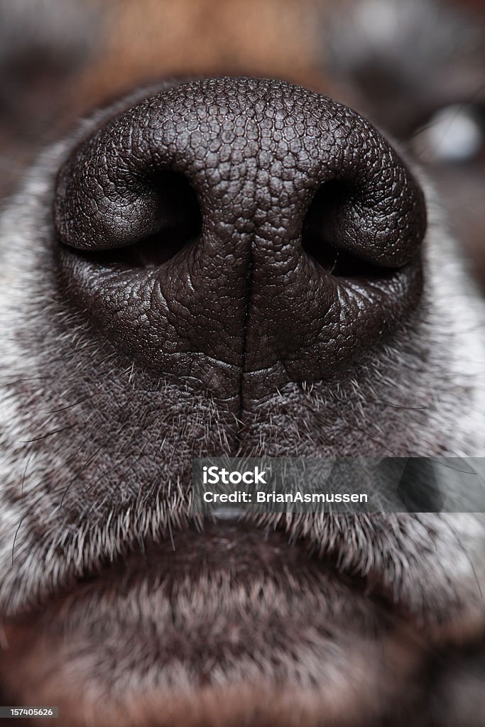 Cachorro's Nose - Foto de stock de Cão royalty-free