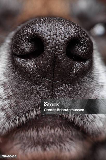 Foto de Cachorros Nose e mais fotos de stock de Cão - Cão, Primeiro plano, Focinho