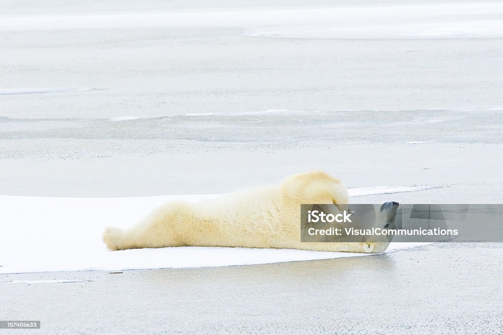 Orso polare sdraiato sul ghiaccio. - Foto stock royalty-free di Orso polare