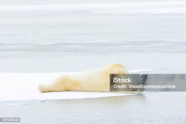 Orso Polare Sdraiato Sul Ghiaccio - Fotografie stock e altre immagini di Orso polare - Orso polare, Churchill, Circolo Artico