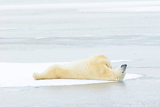 urso polar deitar-se no gelo. - arctic manitoba churchill manitoba canada - fotografias e filmes do acervo