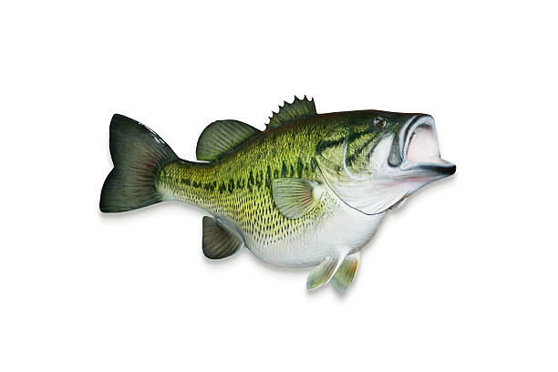 istock Trophy Largemouth Bass with Clipping Path 157405689