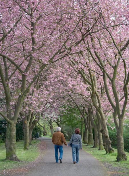 istock Rear view on senior couple walking under blooming cherry trees 157405868