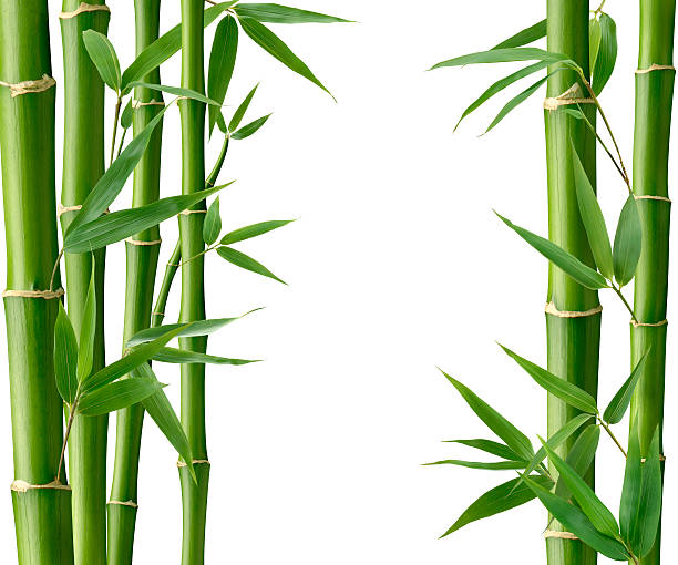 Bamboo Living Bamboo and Leaves on White. bamboo leaf stock pictures, royalty-free photos & images