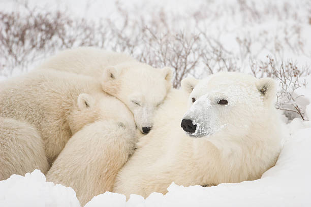 niedźwiedź polarny mama i cubs. - polar bear arctic animal snow zdjęcia i obrazy z banku zdjęć