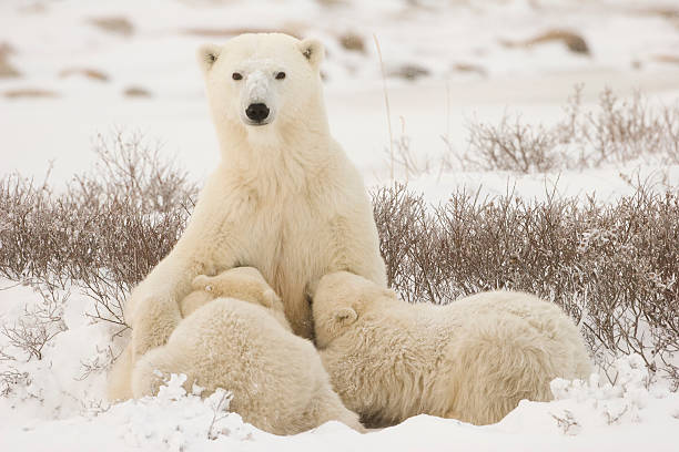 urso polar mãe de alimentar os cubs. - arctic manitoba churchill manitoba canada - fotografias e filmes do acervo