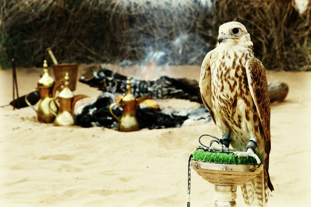 falcon – Foto