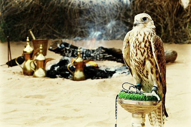 falcon - foto de stock
