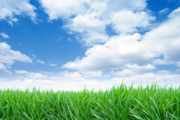 istock Long green grass field with a cloudy blue sky 157405977
