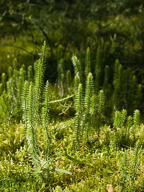 Club-moss in a forest  lycopodiaceae photos stock pictures, royalty-free photos & images