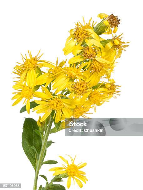 Goldenrod Stock Photo - Download Image Now - Goldenrod, Alternative Medicine, Close-up