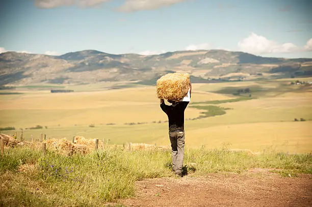 Worker in Swartland carrying strawbale