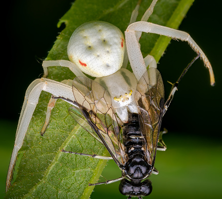 Macrophotography of a White Crab Spider catching a black wasp. Extremely close-up and details.