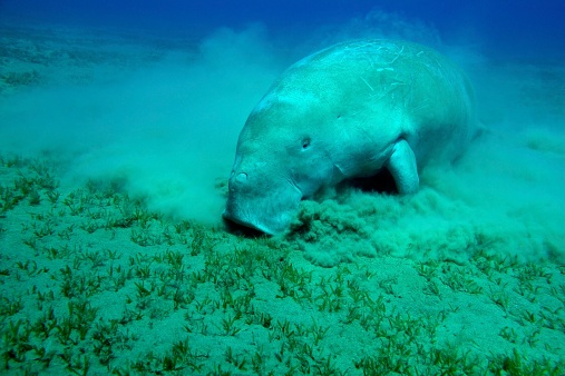 Manatee eating seagrass in a egyptian bay.