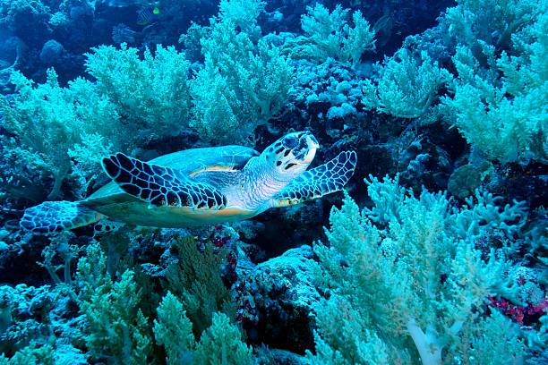 voando de tartaruga - green sea turtle - fotografias e filmes do acervo