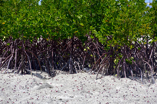 Bonriki, South Tarawa atoll, Kiribati: Mangrove plans and their robust root system - coastal mangrove forests provide some protection against sea erosion in a country extremely vulnerable to climate change and rising sea levels. Tarawa lagoon.