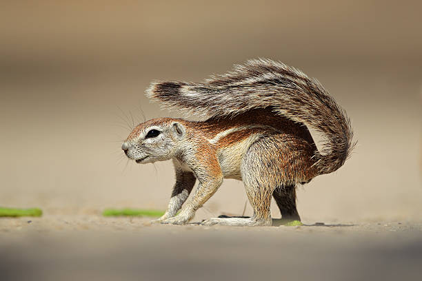 Ground squirrel Ground squirrel (Xerus inaurus), Kalahari desert, South Africa. african ground squirrel stock pictures, royalty-free photos & images