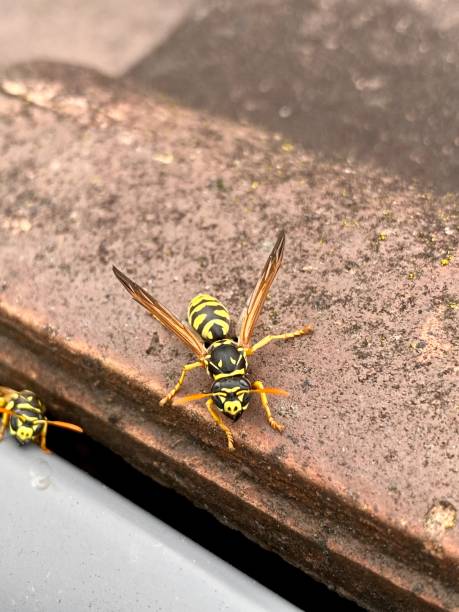 istock Close up of wasps 1574088541