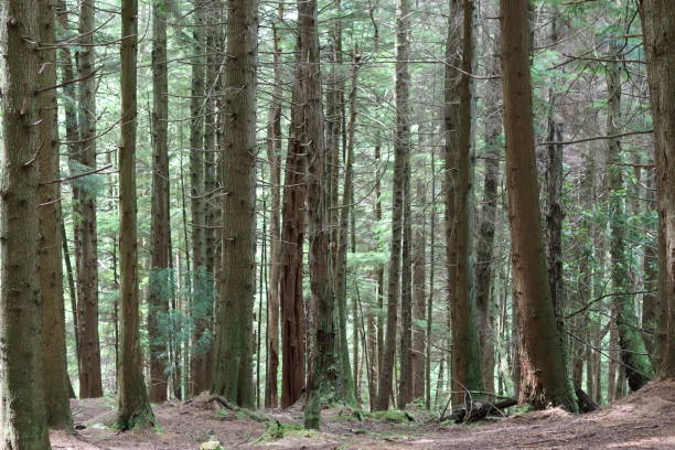 istock View through tall pine tree trunks in a woodland 1574095113