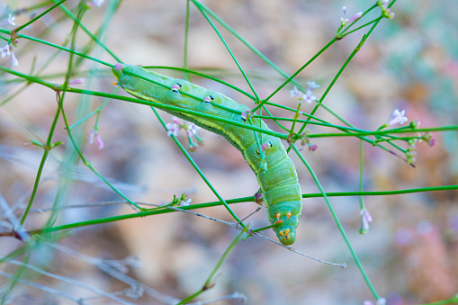 Centipede climbing on branches