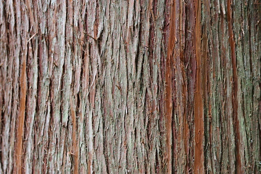 Close up of striped red cedar bark