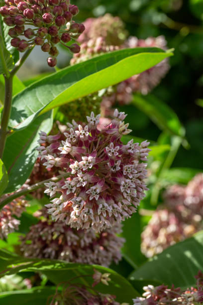 istock Milkweed flower macro photography in springtime. 1574102705