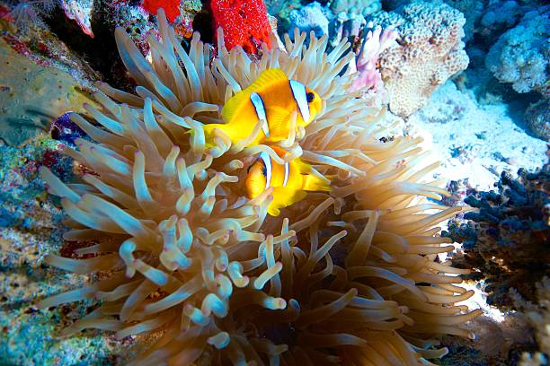 istock Clownfish Family 157411018