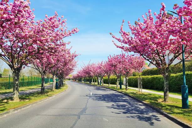 istock Pink floral street with sky 1574110415