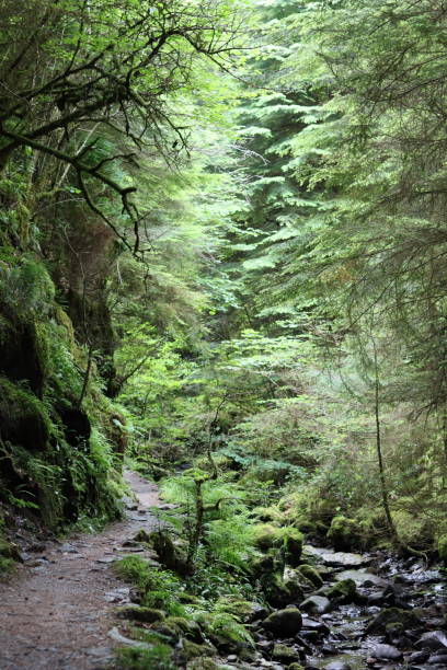 istock Footpath winding through a deep wooded gorge 1574113166