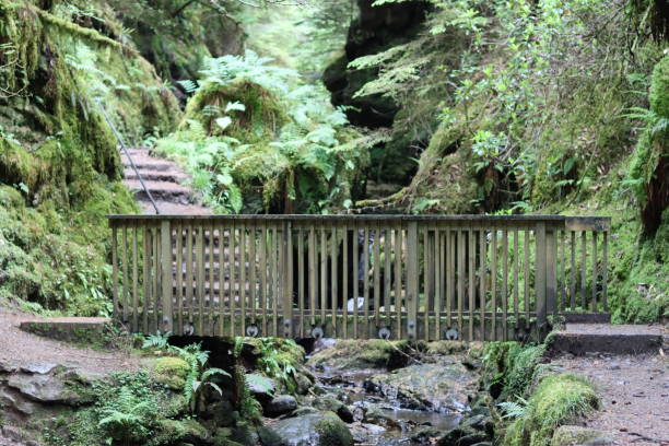 istock Footpath through a deep wooded gorge crossing a bridge over a stream 1574114208