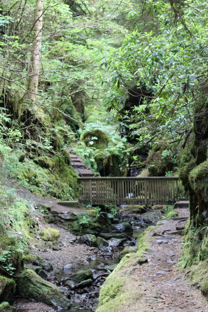 Footpath through a deep wooded gorge crossing a bridge over a stream