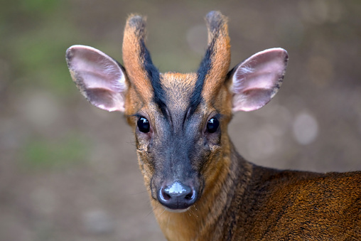 Muntjac Deer Buck

Please view my portfolio for other wildlife photos