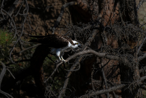 Osprey looking for fish in the south platte river Colorado