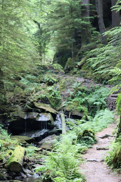 istock Footpath winding through a deep wooded gorge 1574140690