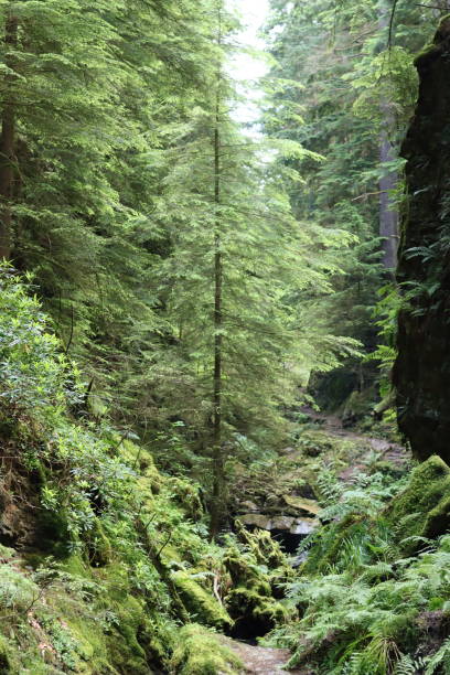 istock Footpath winding through a deep wooded gorge 1574142336