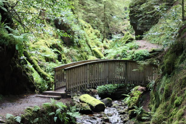 istock Footpath through a deep wooded gorge crossing a bridge over a stream 1574142472