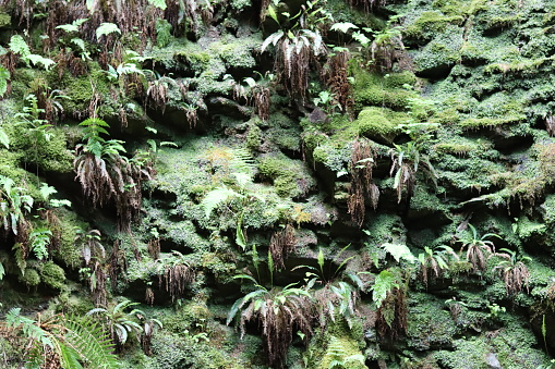 Rocky wall of a deep gorge covered in ferns and moss