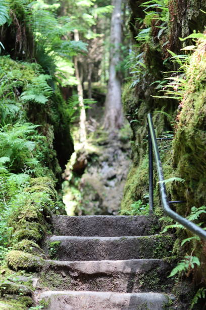 istock Old steps on a footpath through a deep wooded ravine, with moss and fern covered rocks 1574148135