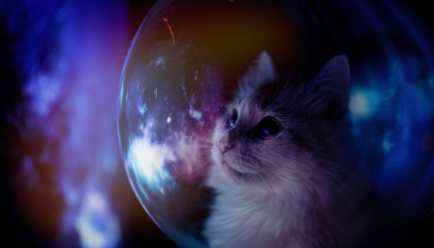 Concept: space expedition. Portrait of a cat astronaut in space orbiting the planet