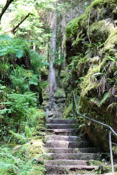 istock Old steps on a footpath through a deep wooded ravine, with moss and fern covered rocks 1574149292
