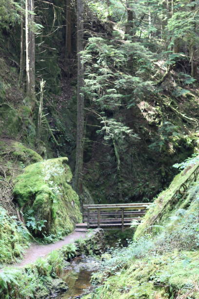 istock Footpath through a deep wooded gorge crossing a bridge over a stream 1574149863