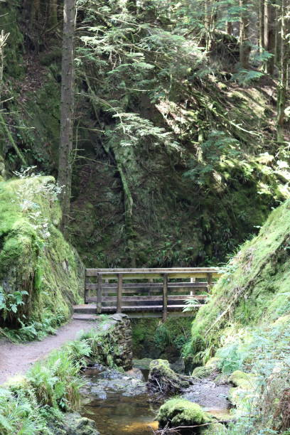 istock Footpath through a deep wooded gorge crossing a bridge over a stream 1574149912